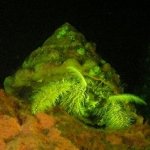 blue-ribbon-dive-resort-puerto-galera-2