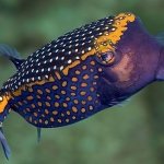 Boxfish