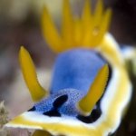 Chromodoris-lochi-Siandigan-Wall