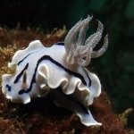 Chromodoris-willani-Siandigan-Wall
