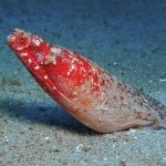 Crocodile-Snake-Eel-Sabang-Wrecks