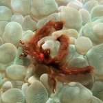 Orangutang-Crab-Sabang-Wrecks