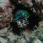 Peacock-Mantis-Shrimp-Giant-Clams