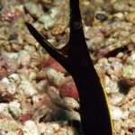 Ribbon-Eel-Giant-Clams