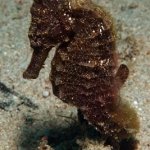 Seahorse-Giant-Clams