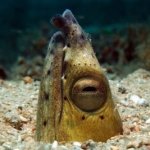 Snake-Eel-Sabang-Wrecks