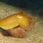 diving-puerto-galera-verde-island-4