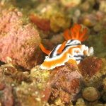 diving-puerto-galera-verde-island-trip-3