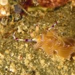 diving-in-puerto-galera-verde-island-trip11
