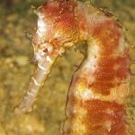diving-in-puerto-galera-verde-island-trip16