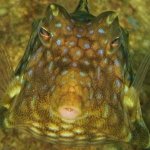 diving-in-puerto-galera-verde-island-trip7