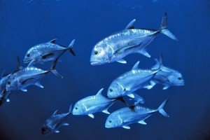 Giant Trevallies dive puerto galera philippines