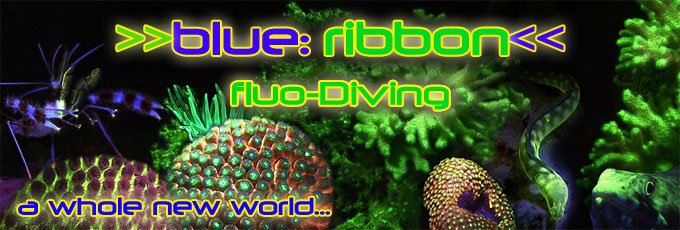 fluo diving puerto galera sabang