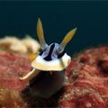 Thumbnail image for Guide to Macro Underwater Photography