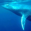 Thumbnail image for Whale Sighting in Manila Channel!