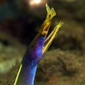 diving in puerto galera blue ribbon